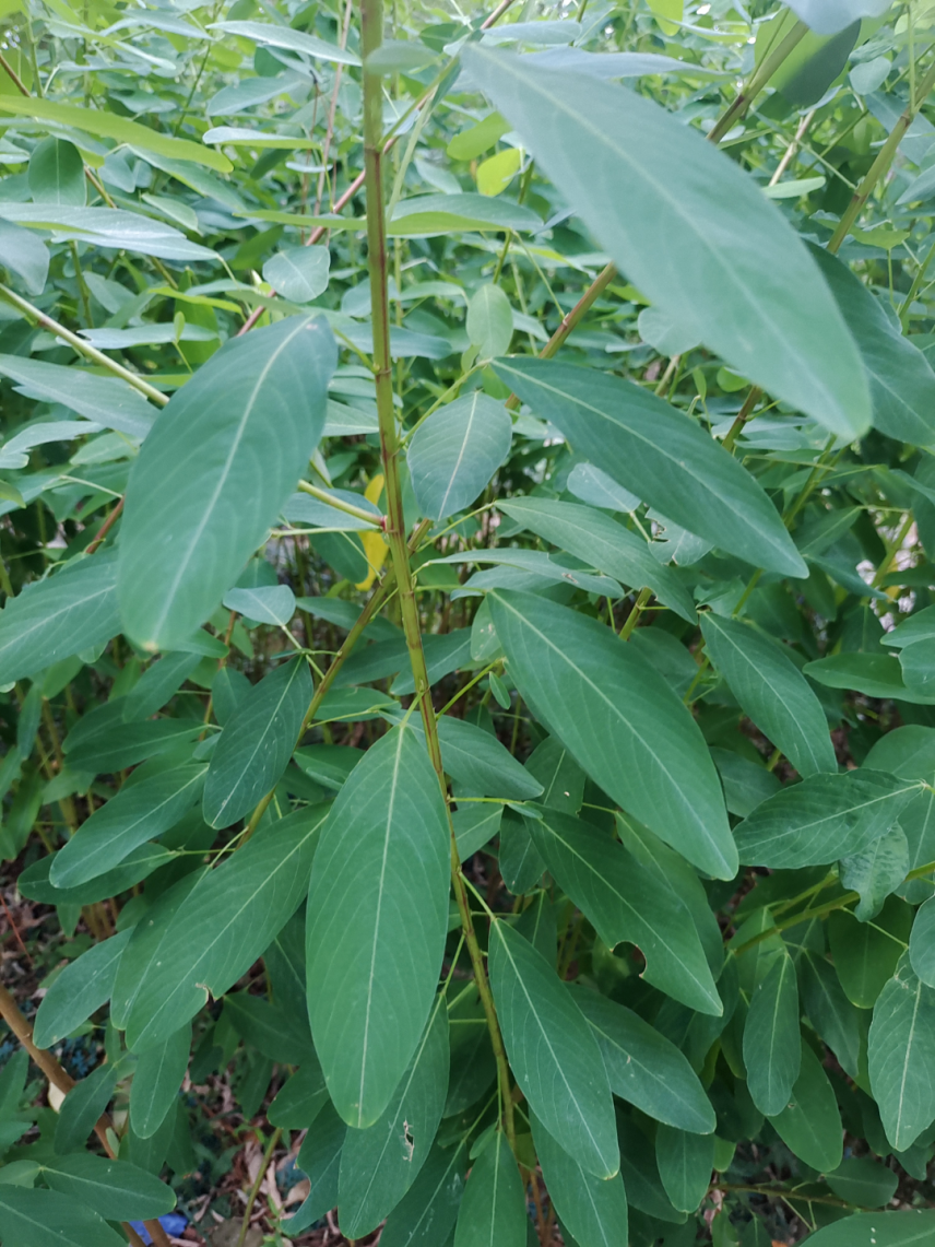 植物科普 | "动静皆宜"的植物——跳舞草