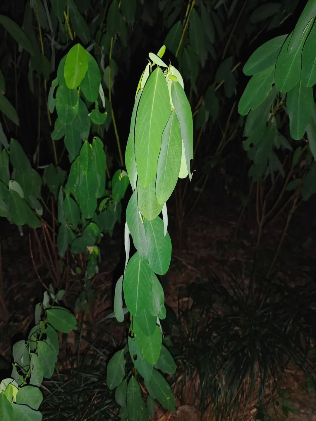 植物科普 | "动静皆宜"的植物——跳舞草