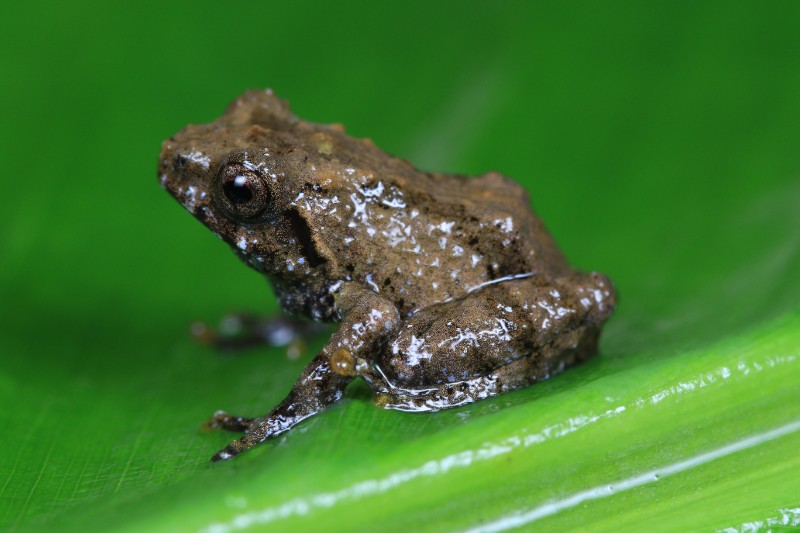 2021年新物种独龙江灌树蛙