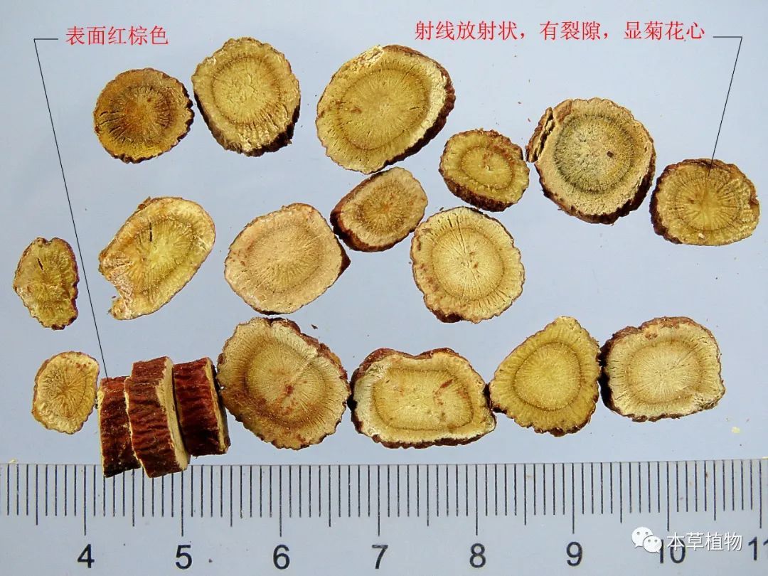 甘草和桂枝的区别图片图片