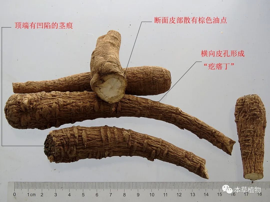 執業藥師中藥鑑別高清圖鑑(一)