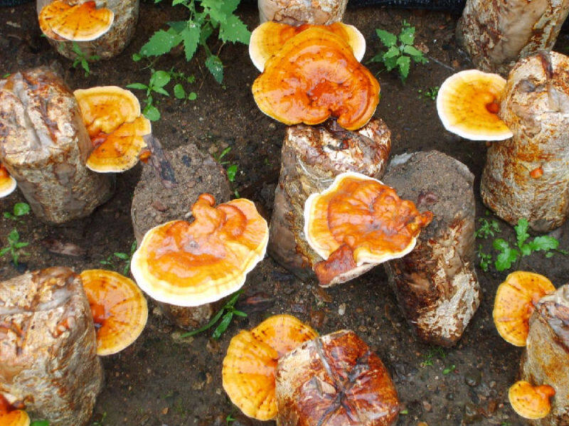 大兴安岭图强林业局改善民生求实效幸福指数节节高