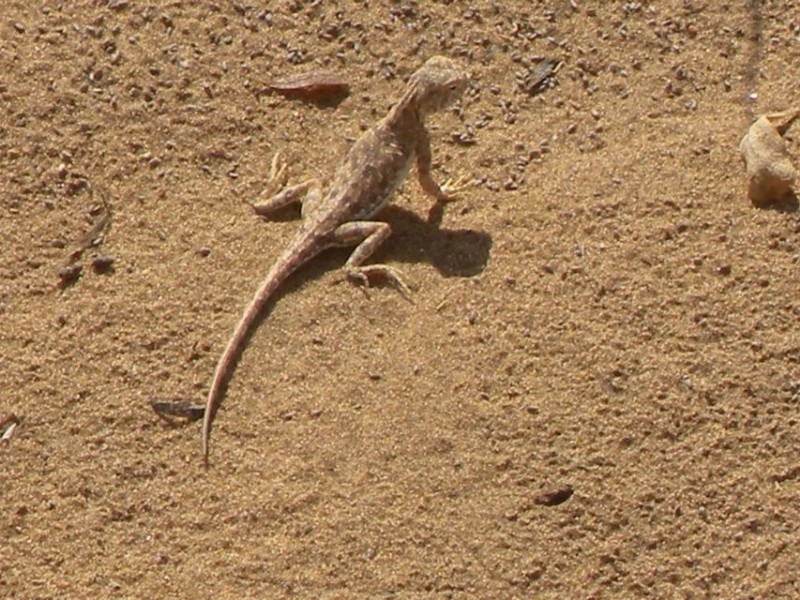 沙神蜥蜴养殖图片