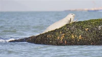 綜合動態 > 正文福建省有福瑤列島國家級海洋公園,深滬灣海底古森林