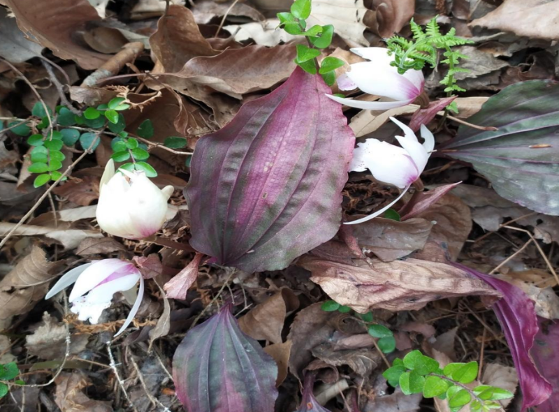 独花兰属图片