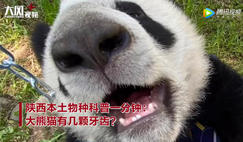 大熊猫有多少颗牙齿本土物种科普视频1分钟