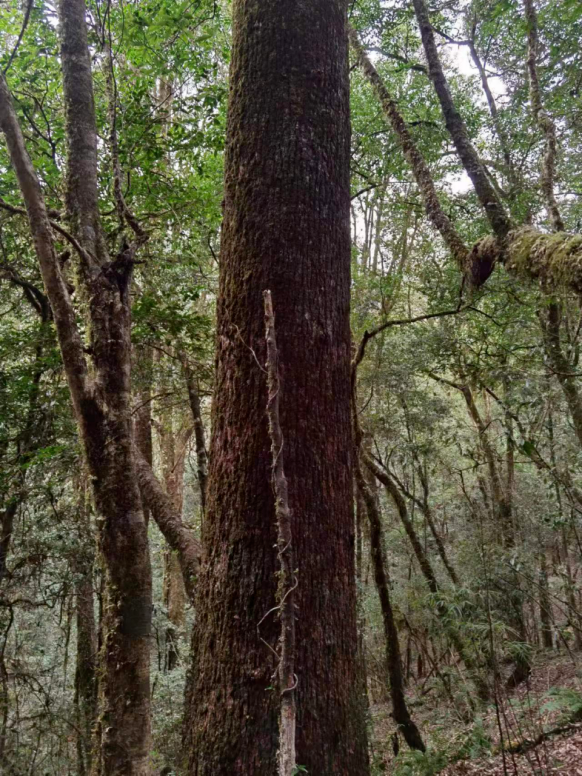 大理:永平金光寺省级自然保护区首次发现"茶果樟"