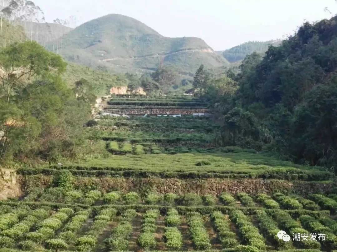 潮州世田村图片图片