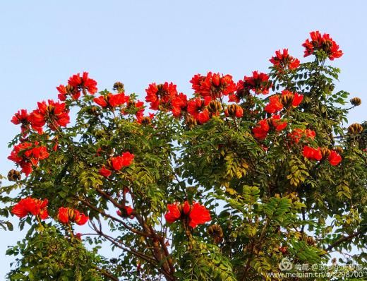 潮州火焰木樹開花映亮冬日鄉村