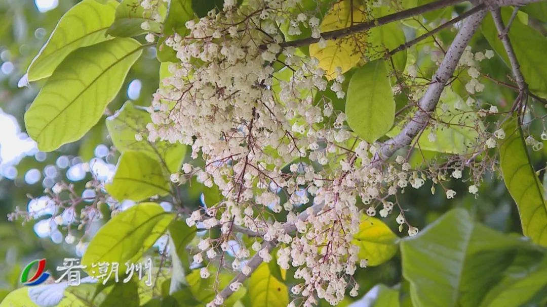 蘋婆古名頻婆,又稱為相思樹,在廣東,廣西等地南部都有栽種.