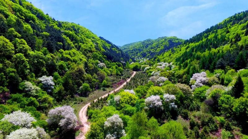 延安黃龍山神道嶺