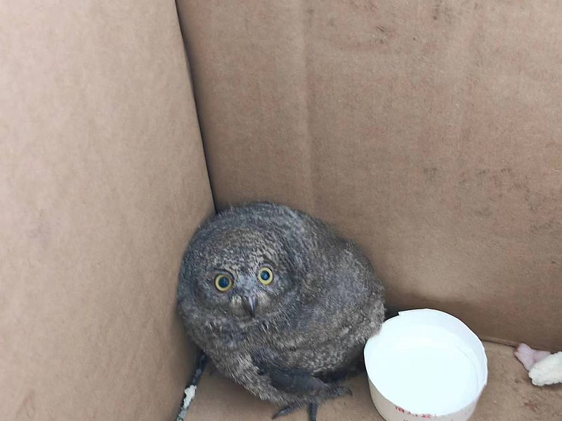 洛川县林业局救助猫头鹰幼崽一只