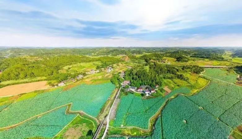 遂宁安居横山镇推进乡村振兴莲藕来助力