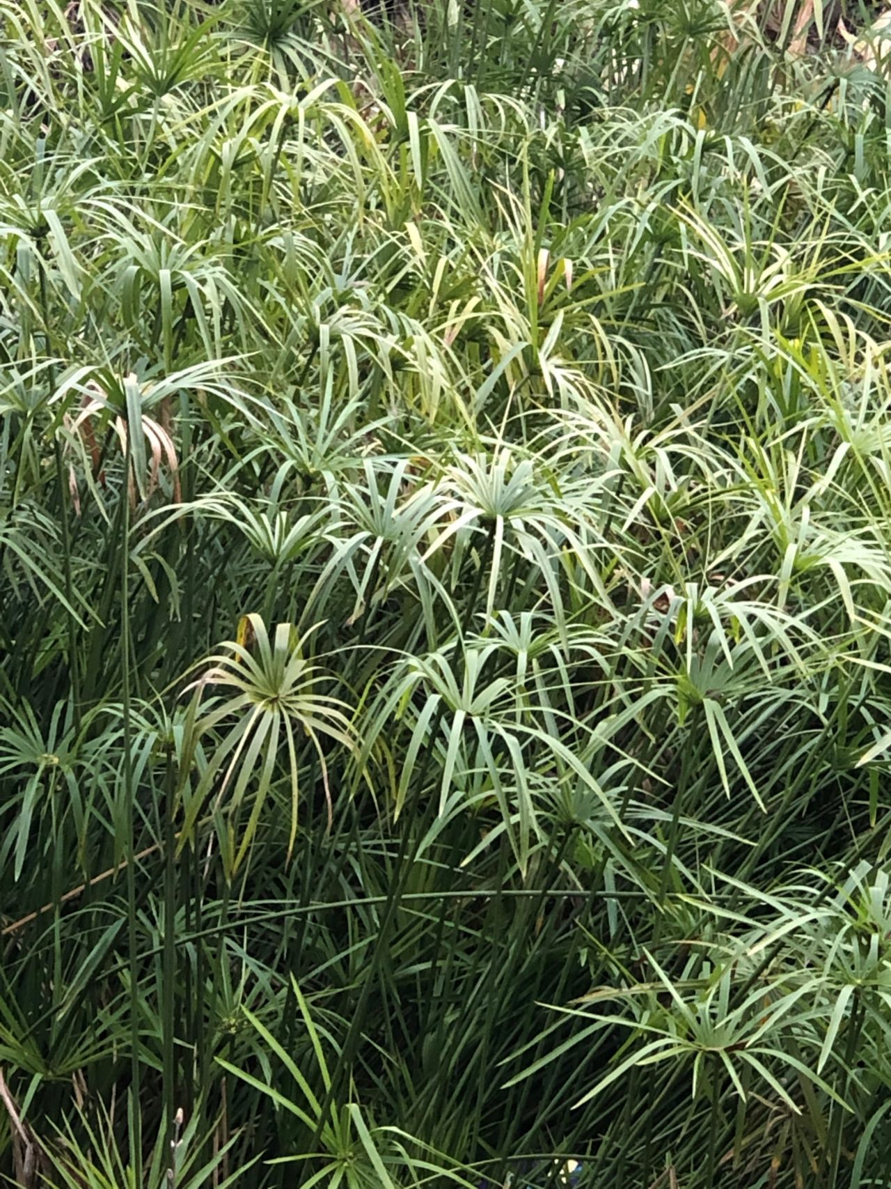 廬陵贛江國家溼地公園風車草