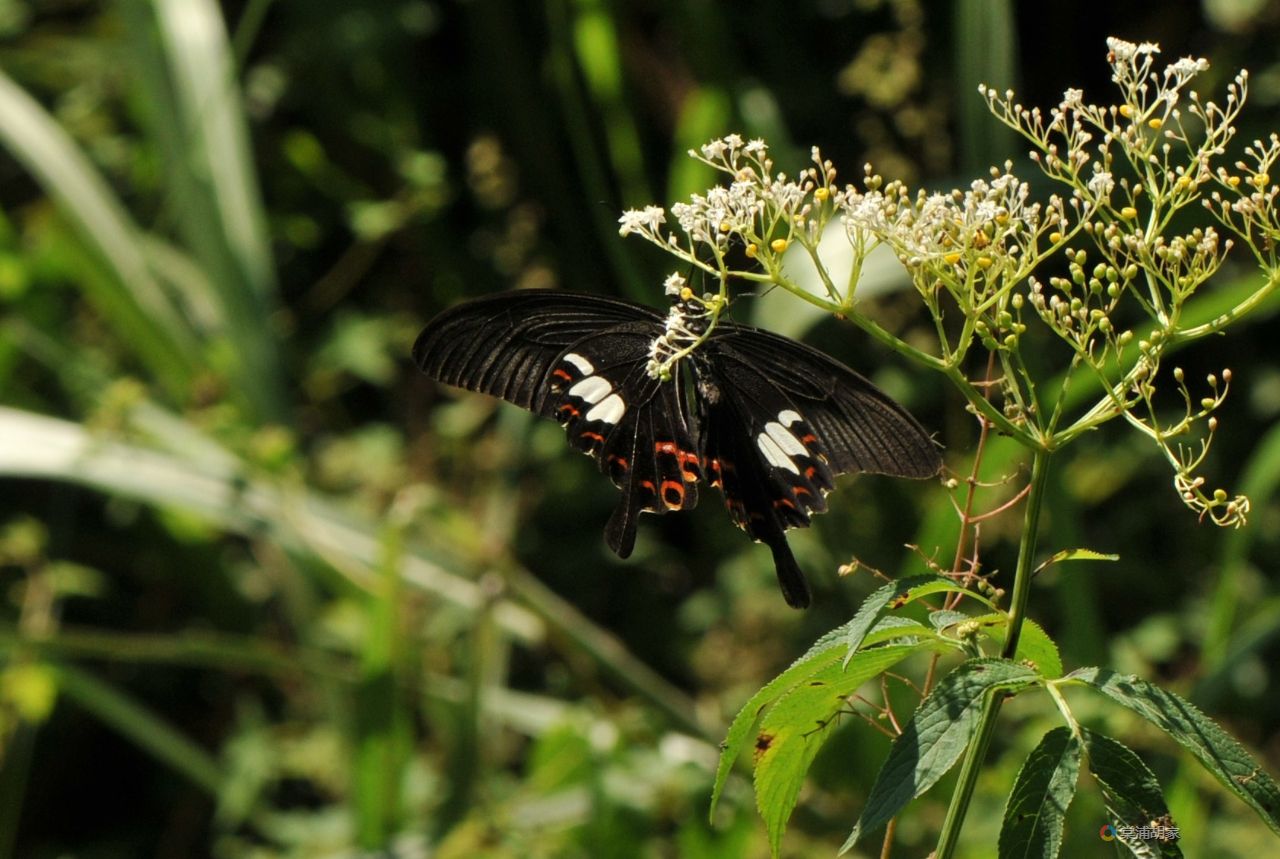 九连山保护区玉斑凤蝶玉斑美凤蝶