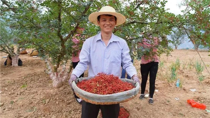 陇南武都花椒如何做到四个全国第一
