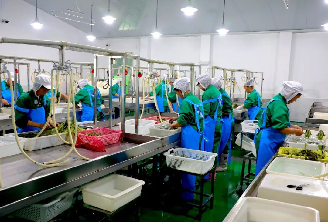 文县山野菜加工俏走都市出国门