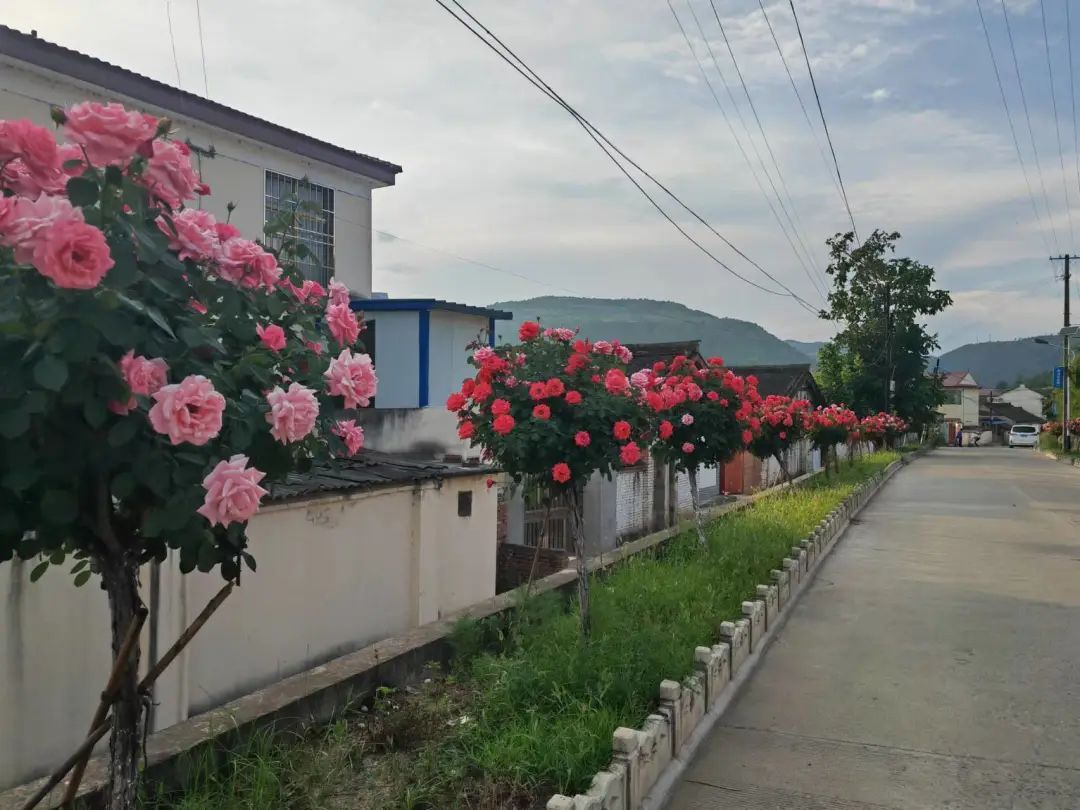 徽县柳林镇干群齐发力共筑振兴路