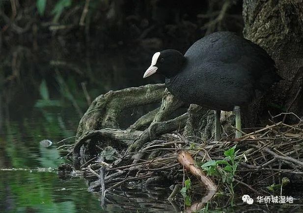 湖里的黑色水鸟图片