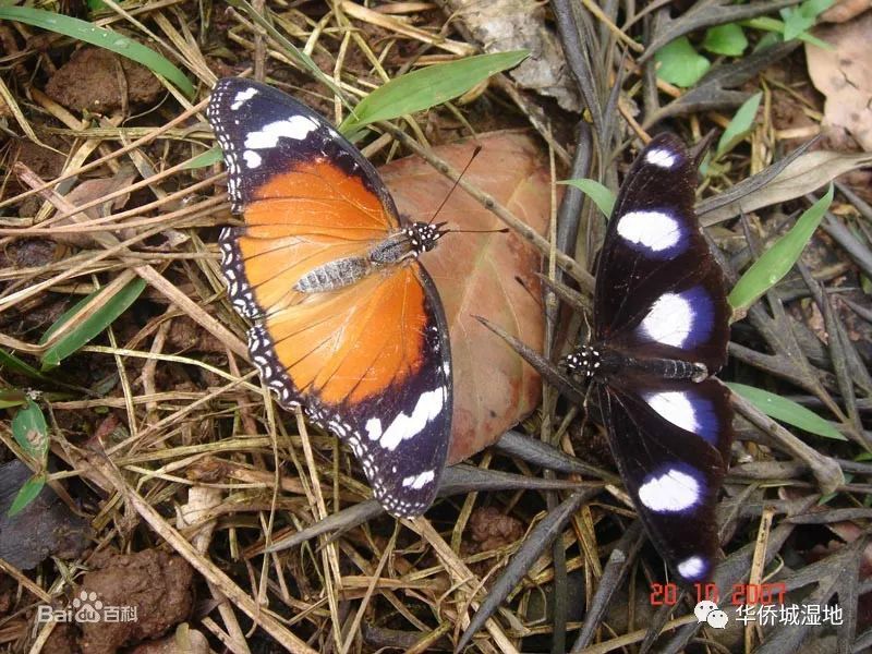 金斑蛱蝶,学名:hypolimnas missipus(linnaeus)又名雌红紫蛱蝶