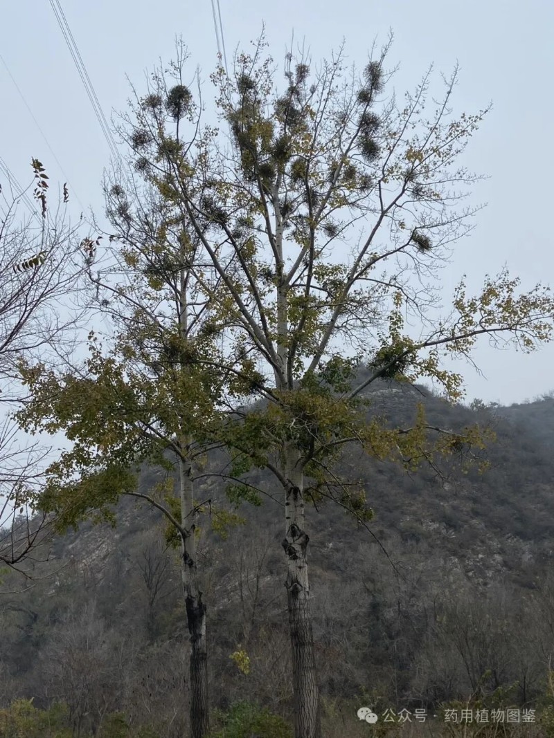 槲寄生 - 关注森林