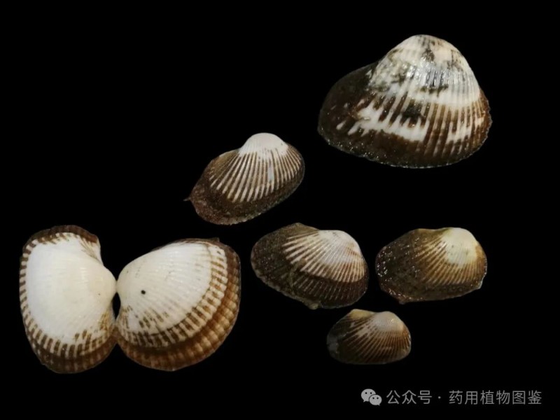 瓦楞子 - 关注森林