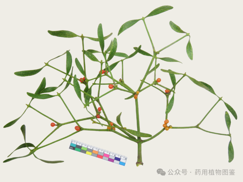 槲寄生 - 关注森林