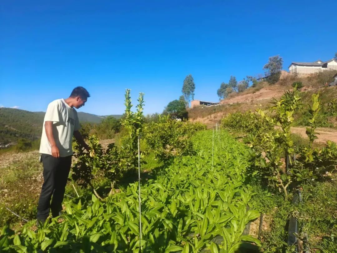 當前位置:關注森林>地方林草動態>雲南>正文 據巍山縣敏捷種植農民