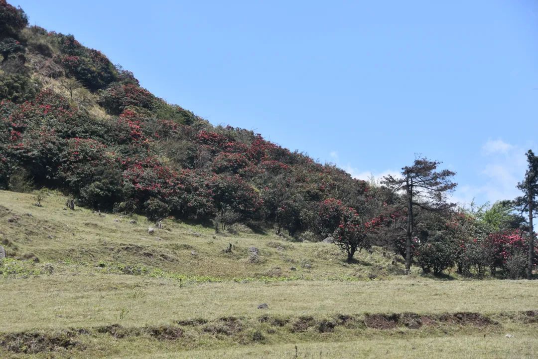 国有林场 | 富源县国有十八连山林场 - 关注森林