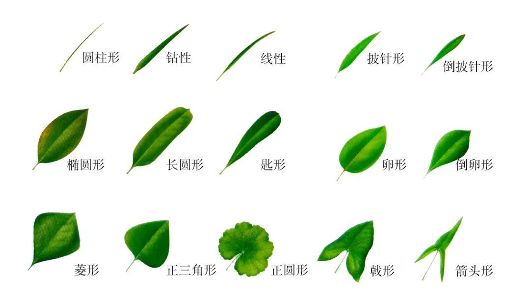 了解植物的叶子 - 关注森林