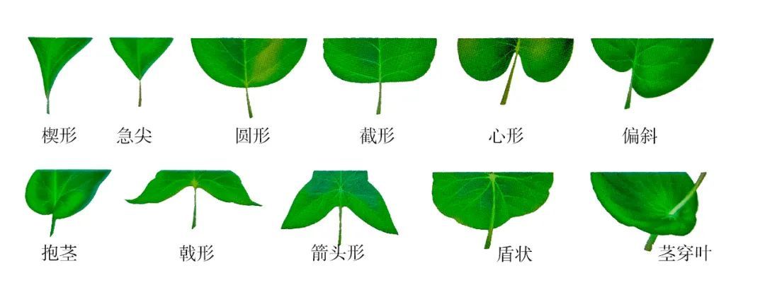 了解植物的叶子 - 关注森林