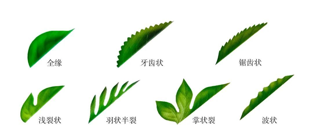 了解植物的叶子 - 关注森林
