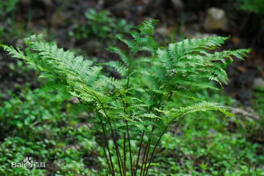 野生可食植物:猴腿蹄盖蕨