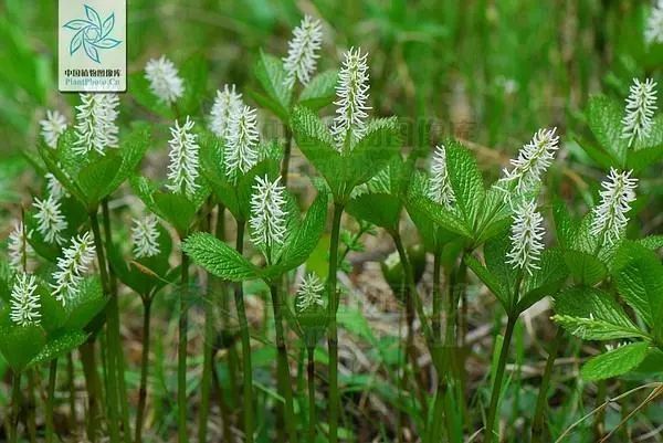 野生可食植物:银线草