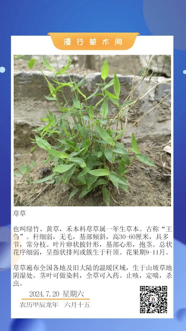 一日一花：荩草 - 关注森林