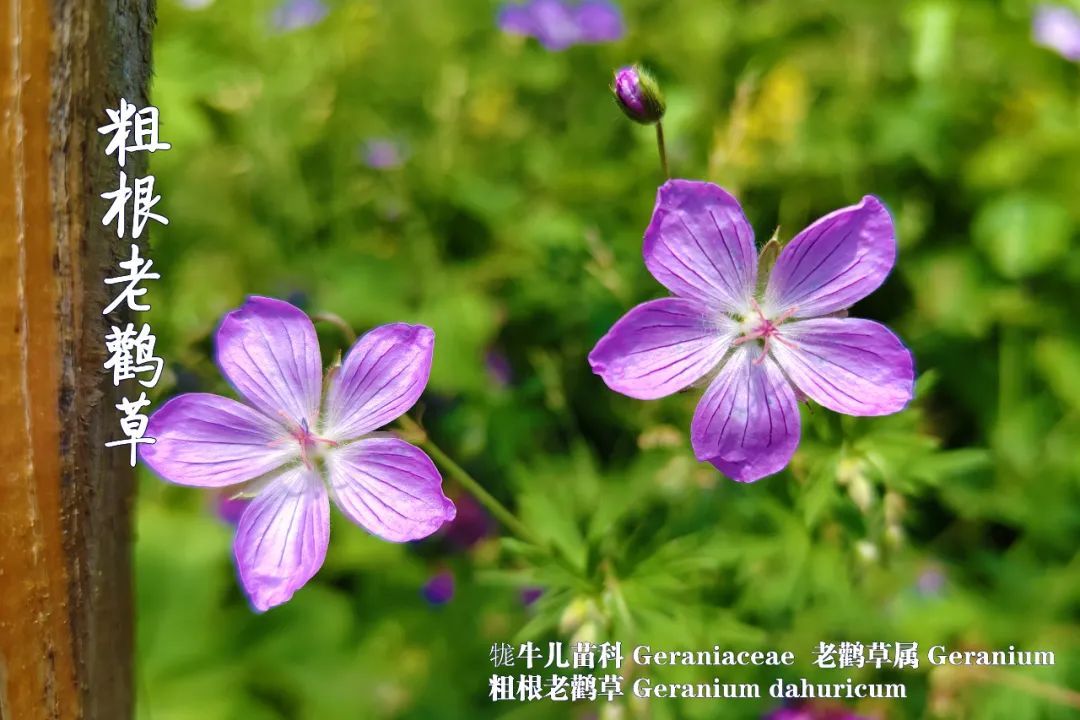 粗根老鹳草图片