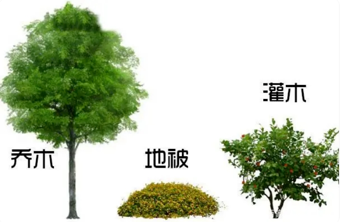 一次教你认全树木形态 - 关注森林