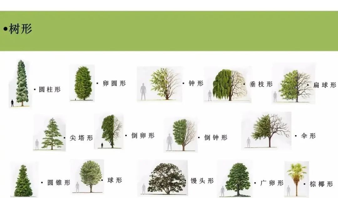 一次教你认全树木形态 - 关注森林