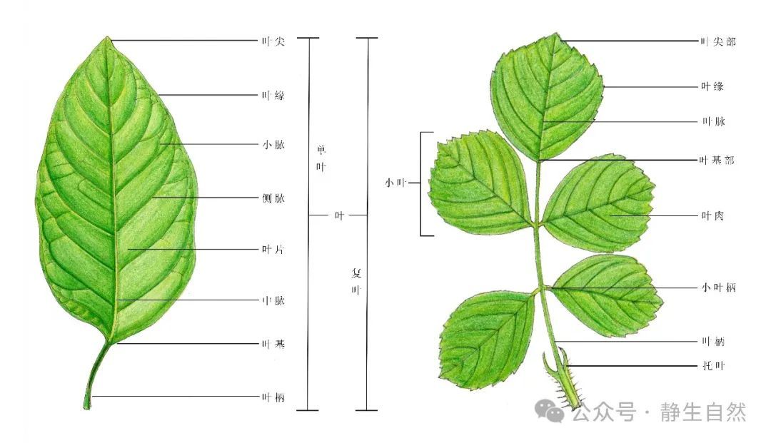 植物叶的组成结构 - 关注森林