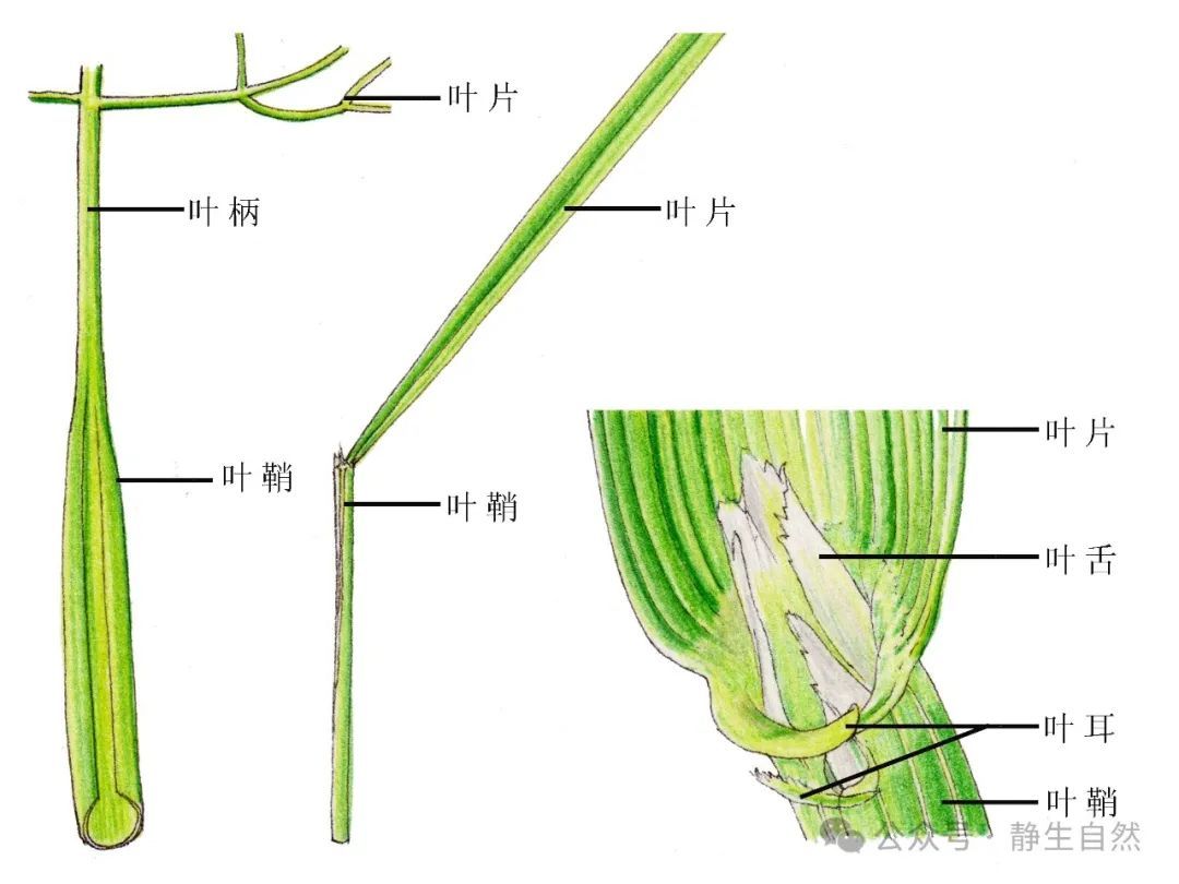 植物叶的组成结构 - 关注森林