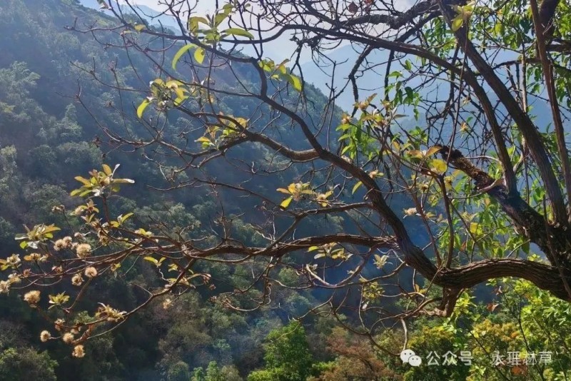 关注森林>地方林草动态>云南>正文近日,大理永平金光寺省级自然保护区