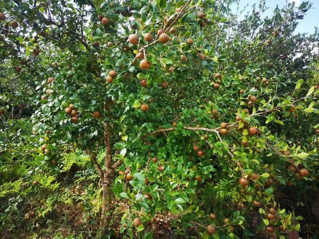 荒山披绿油茶飘香云南红河建水推进油茶种植走出绿色生态富民之路