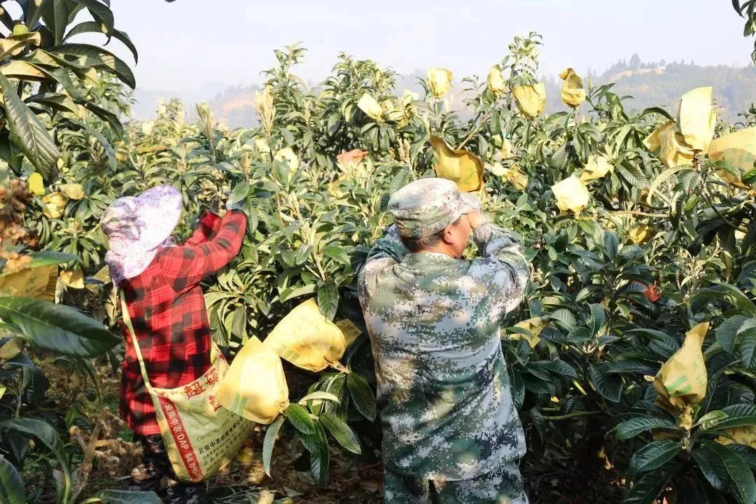 屏边新华乡:三绿同行 绘就生态文明新画卷