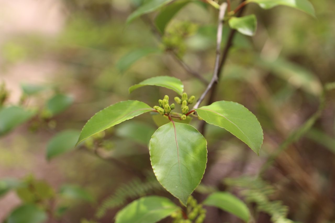 江西上犹五指峰国家森林公园过山枫