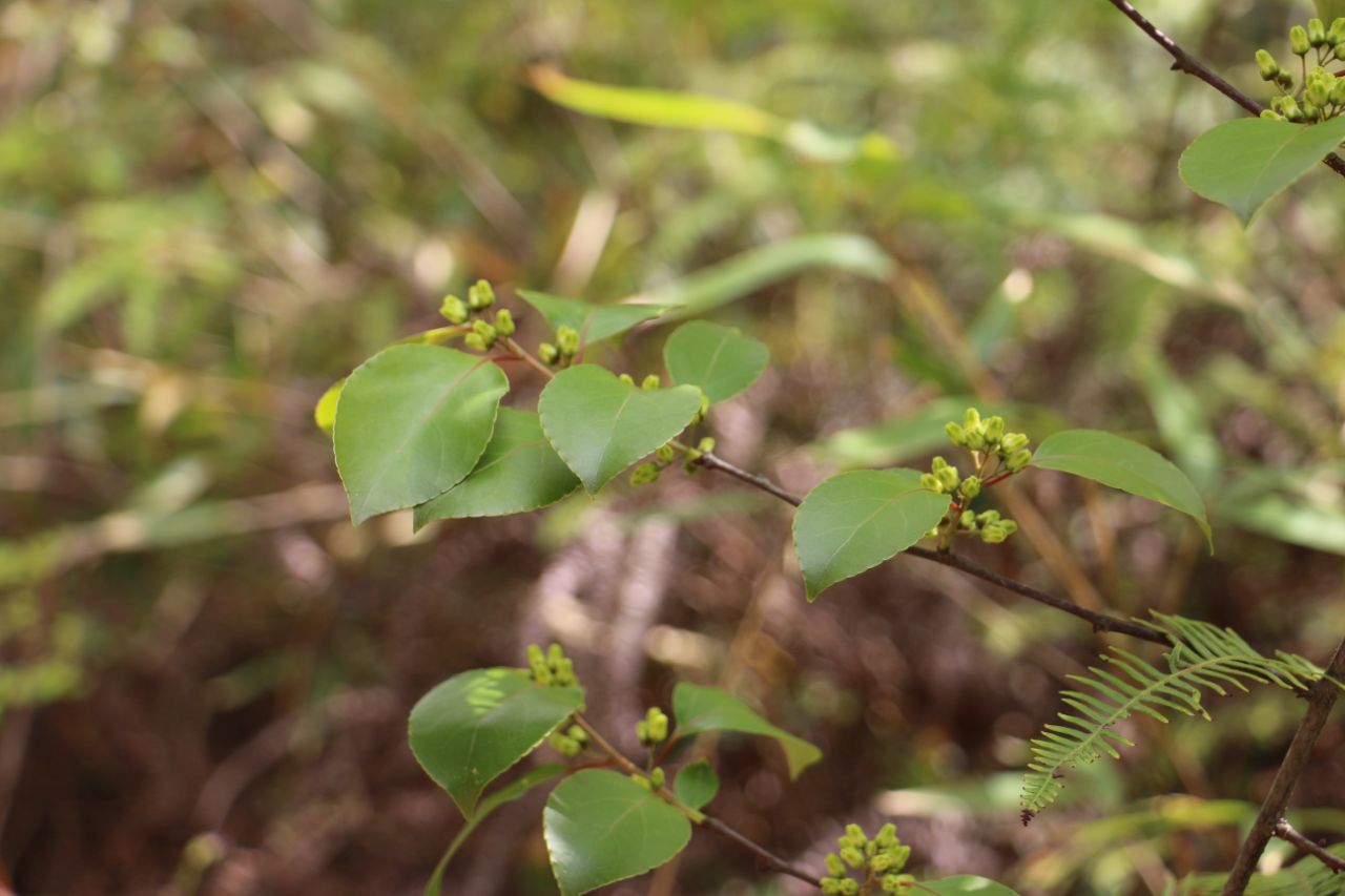 江西上犹五指峰国家森林公园过山枫
