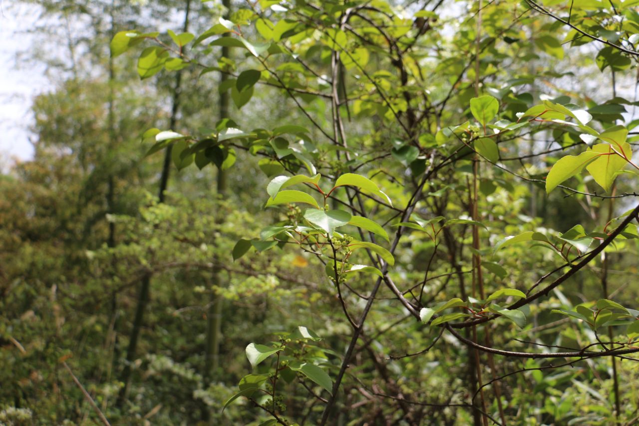 江西上犹五指峰国家森林公园过山枫