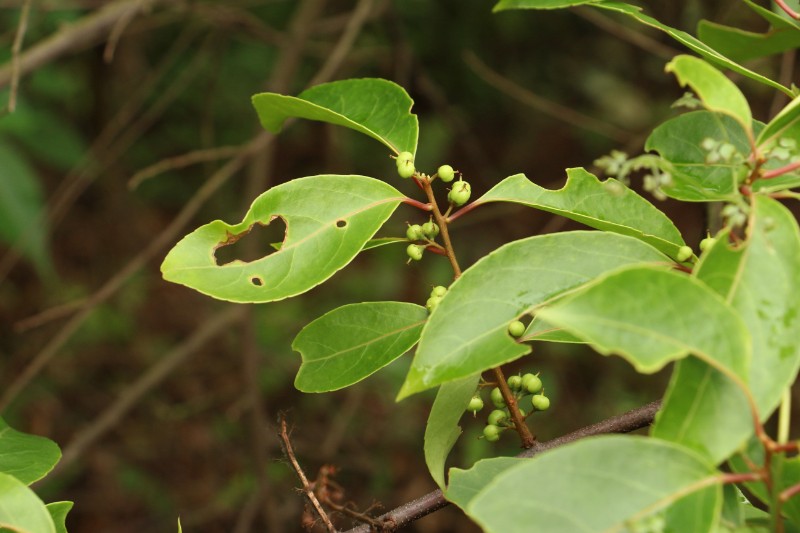 江西上犹五指峰国家森林公园过山枫