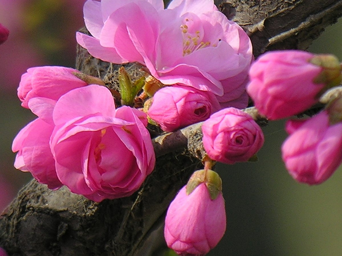 春天的花朵12-蔷薇科迎春花