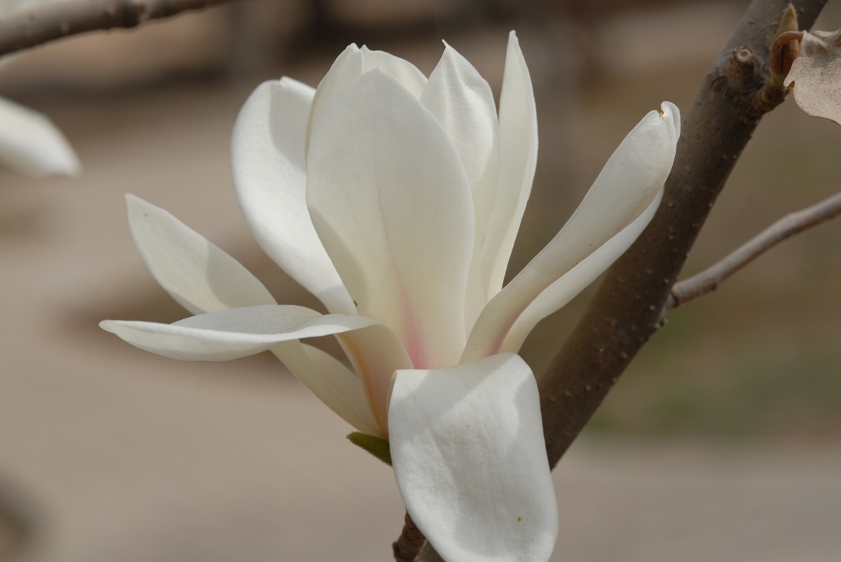 春天的花朵13白玉兰