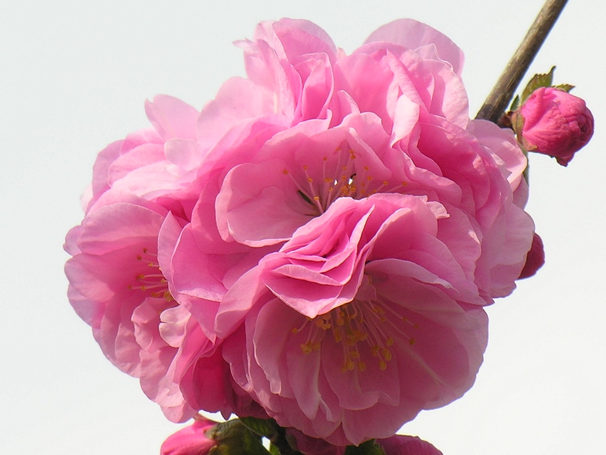 春天迎春花粉红色图片